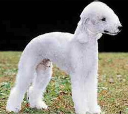 Bedlington Terrier Foto vom Hund