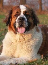 Bernhardiner Foto vom Hund