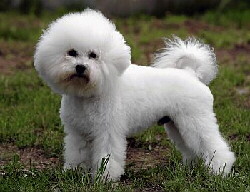 Bichon Frise Foto vom Hund