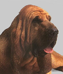 Bloodhound Foto vom Hund