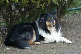 Border Collie Foto vom Hund