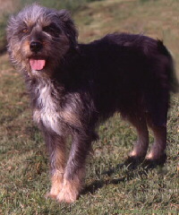 Bosnischer Rauhaariger Laufhund Foto vom Hund