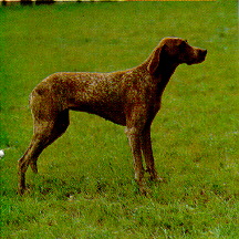 Braque Francais des Pyrenees Foto vom Hund