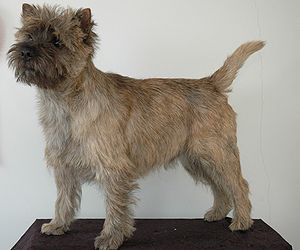 Cairn-Terrier Foto vom Hund