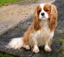Cavalier King Charles Spaniel Foto vom Hund