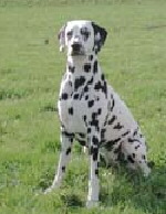 Dalmatiner Foto vom Hund