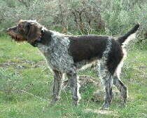 Deutsch Drahthaar Foto vom Hund