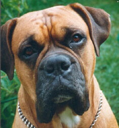 Deutscher Boxer Foto vom Hund