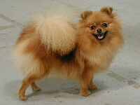 Deutscher Spitz Foto vom Hund