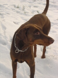 Dobermann Foto vom Hund