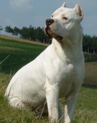 Dogo Argentino Foto vom Hund