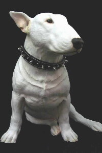 English Bull Terrier Foto vom Hund