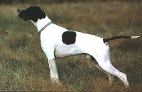 English Pointer Foto vom Hund