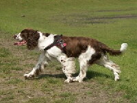 English Springer Spaniel Foto vom Hund