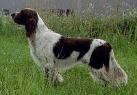 Epagneul francais Foto vom Hund