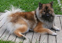 Eurasier Foto vom Hund
