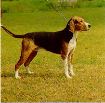Finnischer Laufhund Foto vom Hund