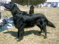 Flat Coated Retriever Foto vom Hund