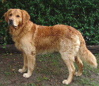 Golden Retriever Foto vom Hund