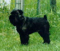 Griffon Belge Foto vom Hund