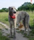 Irischer Wolfshund Foto vom Hund