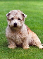 Irish Glen of Imaal Terrier Foto vom Hund