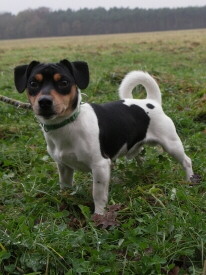 Jack Russell Terrier Foto vom Hund