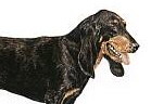 Jugoslawischer Gebirgslaufhund Foto vom Hund