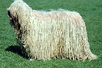 Komondor Foto vom Hund