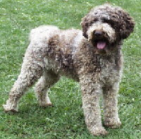 Lagotto Romagnolo Foto vom Hund