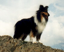 Langhaar-Collie Foto vom Hund