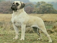 Mastiff Foto vom Hund