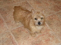 Norwich Terrier Foto vom Hund