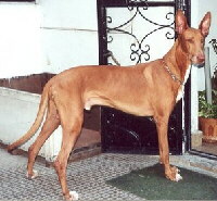 Pharaonenhund Foto vom Hund