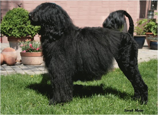 Portugiesischer Wasserhund Foto vom Hund