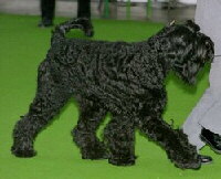 Riesenschnauzer Foto vom Hund
