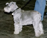 Schnauzer Foto vom Hund