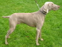 Weimaraner Foto vom Hund