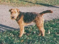 Welsh Terrier Foto vom Hund