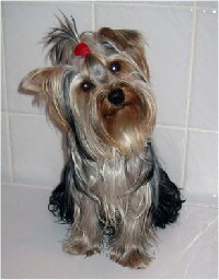 Yorkshire Terrier Foto vom Hund