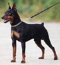 Zwergpinscher Foto vom Hund