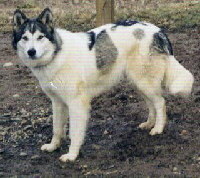 Indian Dog Foto vom Hund