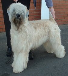 Irish Soft Coated Wheaten Terrier Foto vom Hund