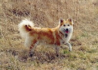 Islandhund Foto vom Hund