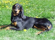 Jura Laufhund Bruno Foto vom Hund