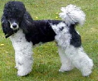 Kleinpudel Foto vom Hund