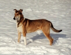 Kurzhaar-Collie Foto vom Hund