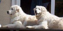 Kuvasz Foto vom Hund