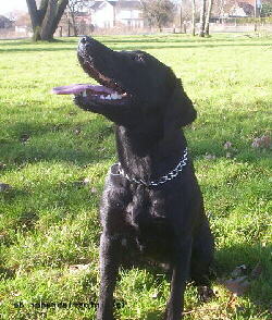 Labrador Foto