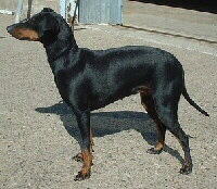 Manchester Terrier Foto vom Hund